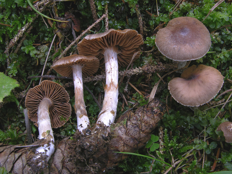 Cortinarius n�3. (cfr. Cortinarius sez. Bicolores)